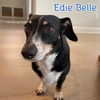 Edie Belle