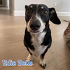 Edie Belle