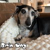 Brin Joy