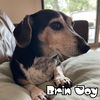 Brin Joy