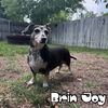 Brin Joy