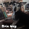 Brin Joy