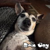 Brin Joy