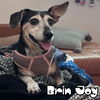 Brin Joy