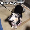 Brin Joy