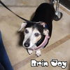Brin Joy