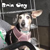 Brin Joy