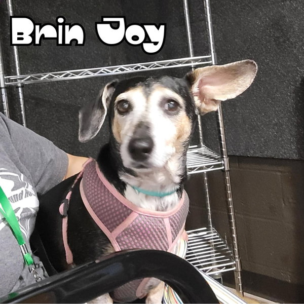 Brin Joy