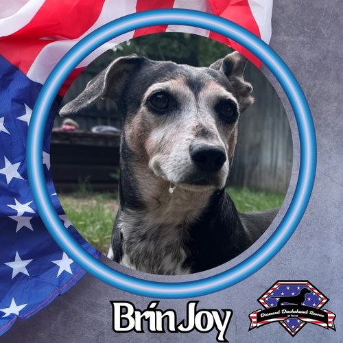 Brin Joy
