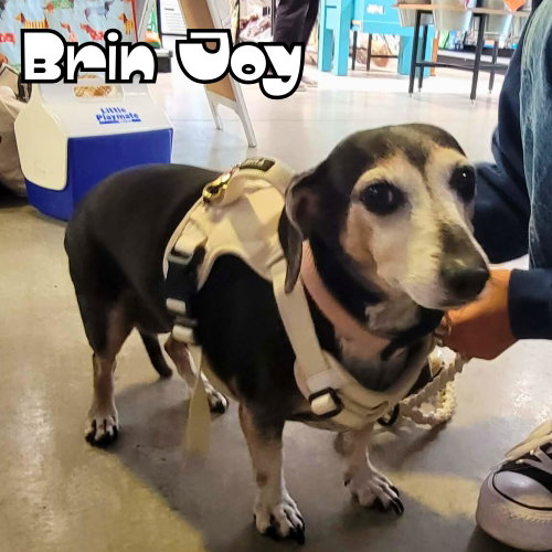 Brin Joy, photo 25