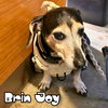 Brin Joy - Photo 22