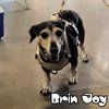 Brin Joy - Photo 23