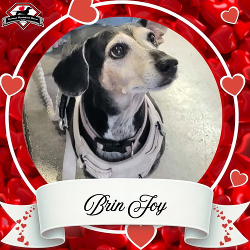 BRIN JOY - Dachshund available for adoption