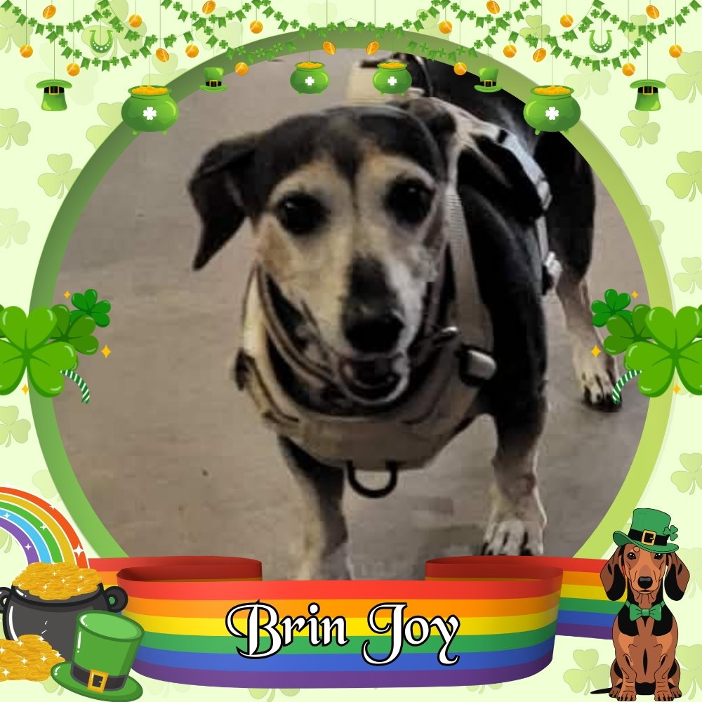 Brin Joy