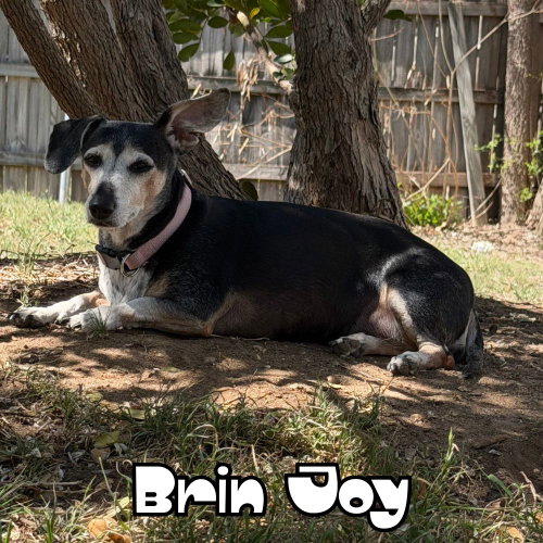 Brin Joy photo 3