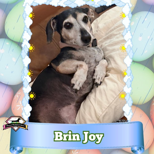 Brin Joy, an adoptable Dachshund in San Antonio, TX