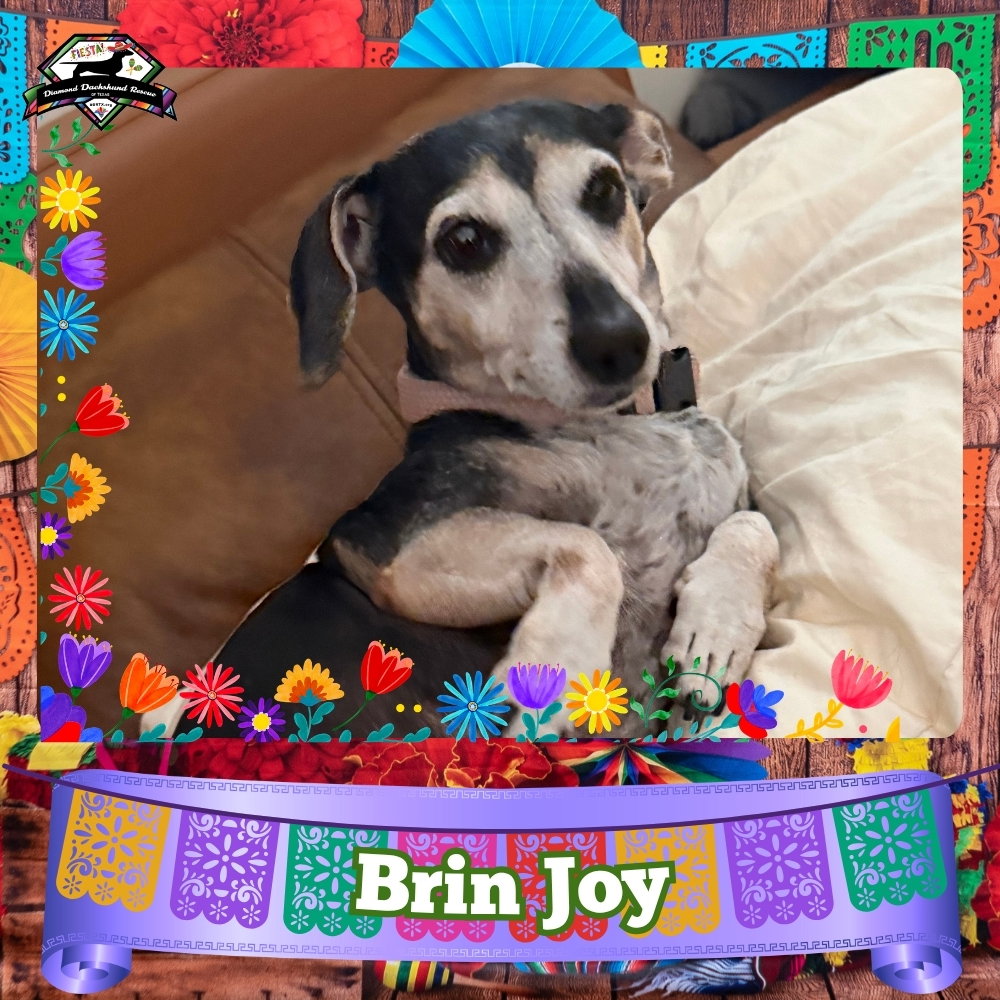 Brin Joy