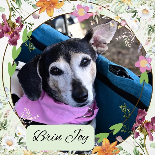 Brin Joy, an adoptable Dachshund in San Antonio, TX