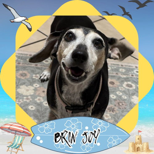 Brin Joy