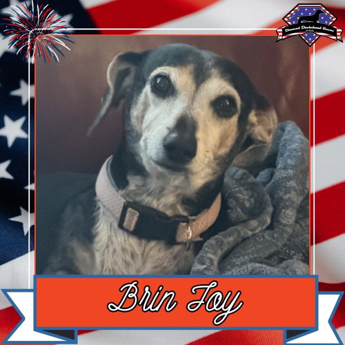 Brin Joy, an adoptable Dachshund in San Antonio, TX