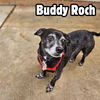 Buddy Roch