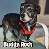 Buddy Roch