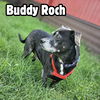 Buddy Roch