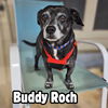 Buddy Roch