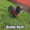Buddy Roch