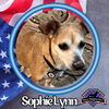 adoptable Dog in  named Sophie Lynn