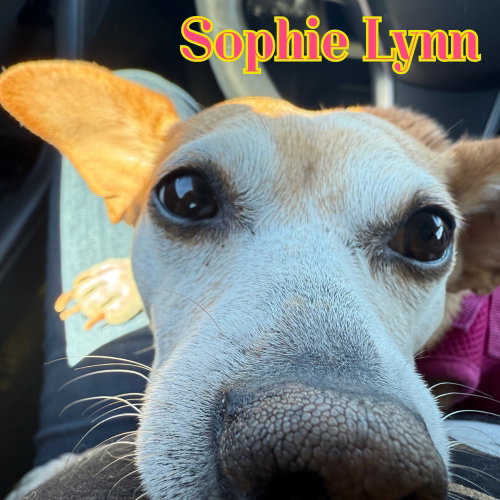 Sophie Lynn, photo 22