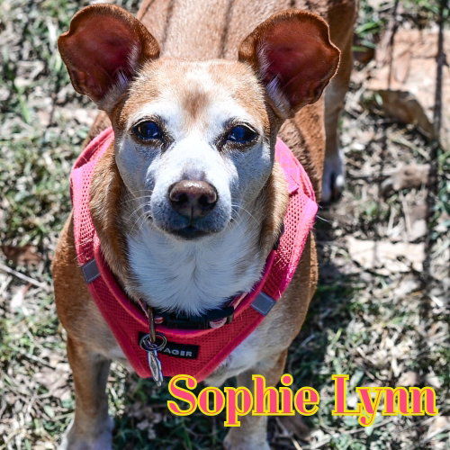 Sophie Lynn photo 5