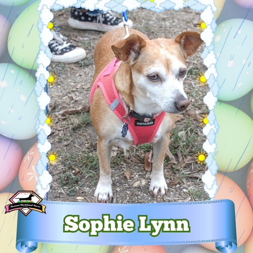 Sophie Lynn, an adoptable Dachshund in San Antonio, TX