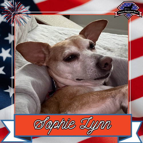 Sophie Lynn, an adoptable Dachshund in San Antonio, TX