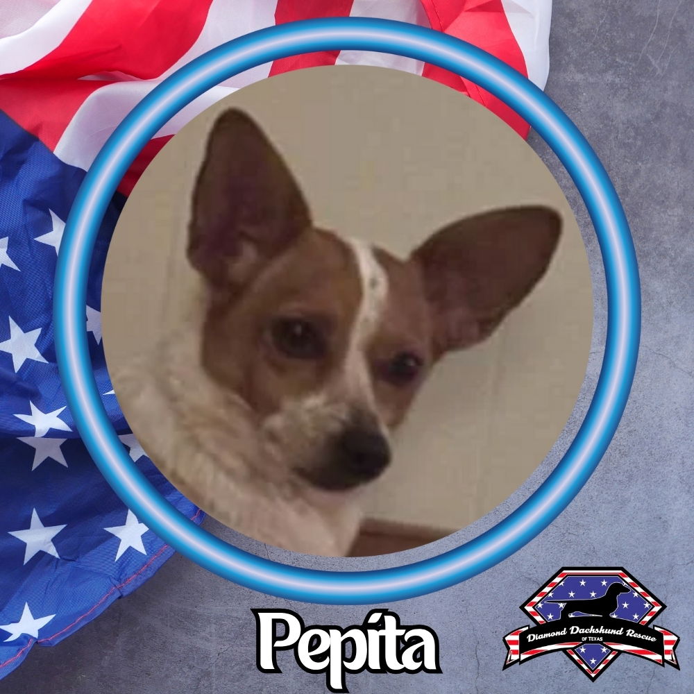 adoptable Dog in San Antonio, TX named Pepita