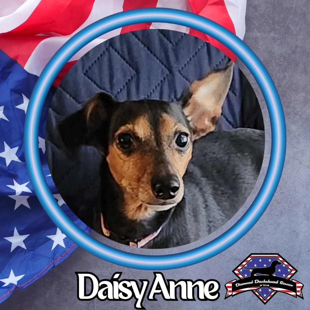 adoptable Dog in San Antonio, TX named Daisy Anne
