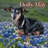 Dolly May
