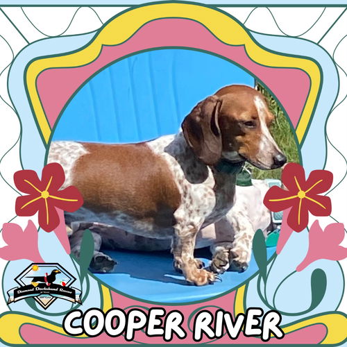 Cooper River
