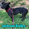 Jackson Bailey