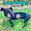 Jackson Bailey