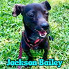 Jackson Bailey