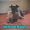 Jackson Bailey