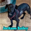 Jackson Bailey