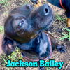 Jackson Bailey