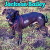 Jackson Bailey