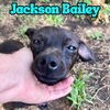 Jackson Bailey