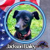 adoptable Dog in  named Jackson Bailey
