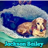 Jackson Bailey - Photo 3