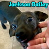 Jackson Bailey - Photo 19