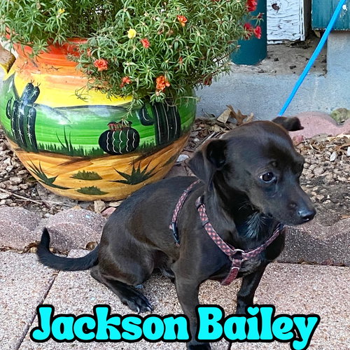 JACKSON BAILEY - Dachshund / Chihuahua available for adoption